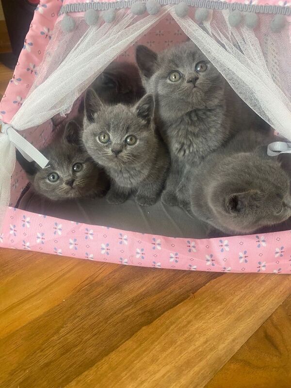British Shorthair kittens for sale in Norwich, Norfolk – 11 weeks old