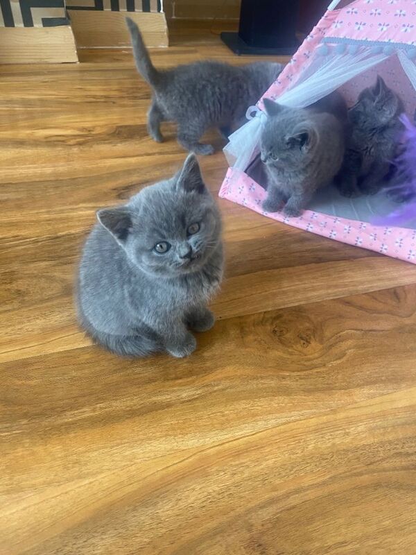British Shorthair Kitten for sale! - Image 2 of 6