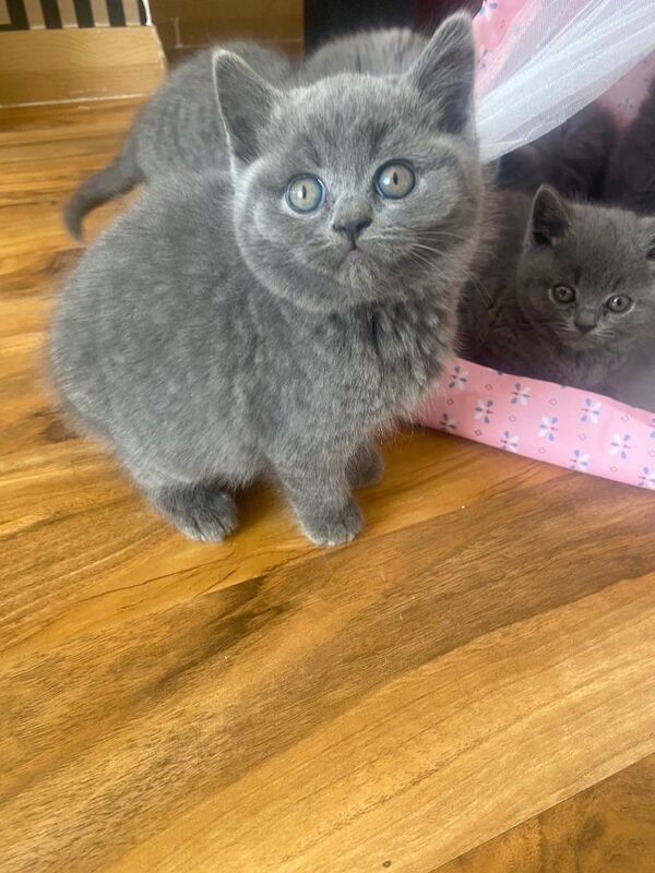 British Shorthair Kitten for sale! - Image 3 of 6
