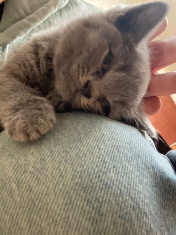 British Shorthair Kitten for sale! - Image 5 of 6