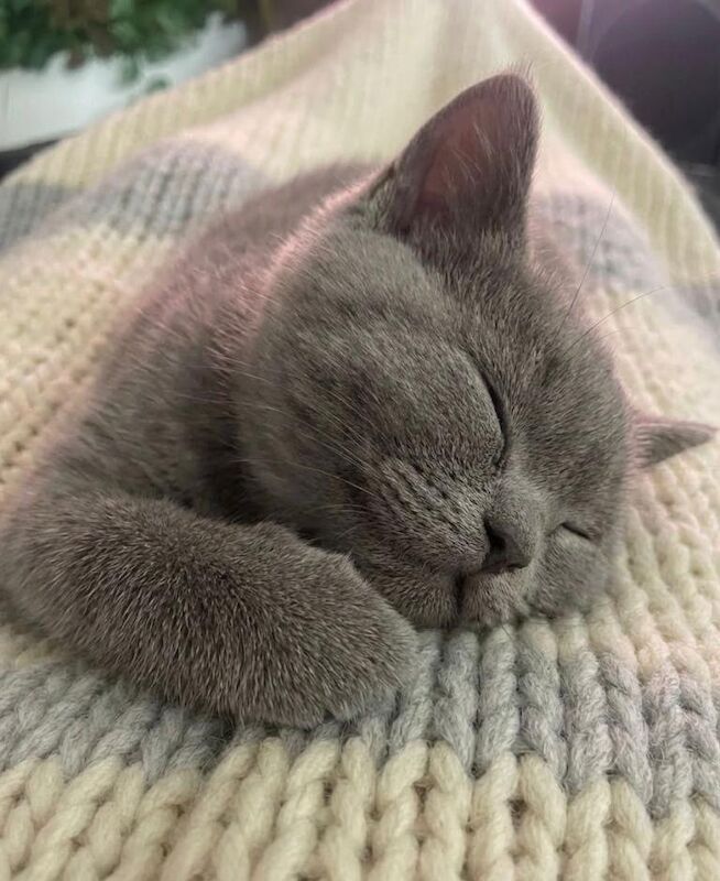 British shorthair kitten for sale - Image 2 of 3