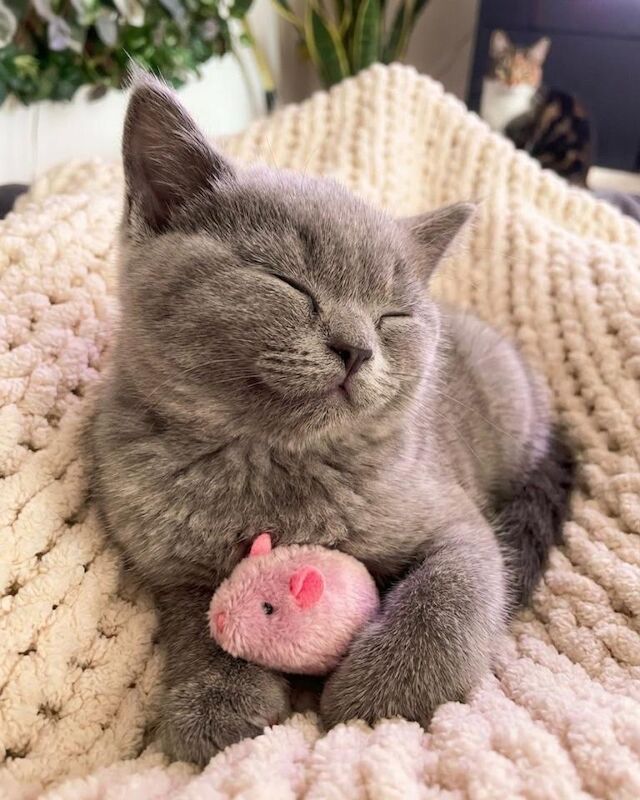 British shorthair kitten for sale - Image 3 of 3