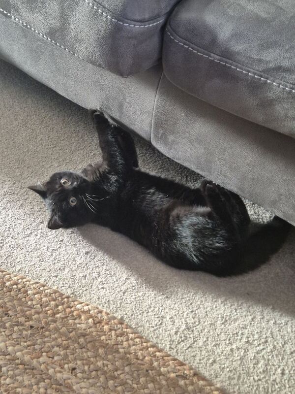 British Shorthair kitten - litter trained – vaccinated (cert) – £400 – toys & bowls included - Image 2 of 4