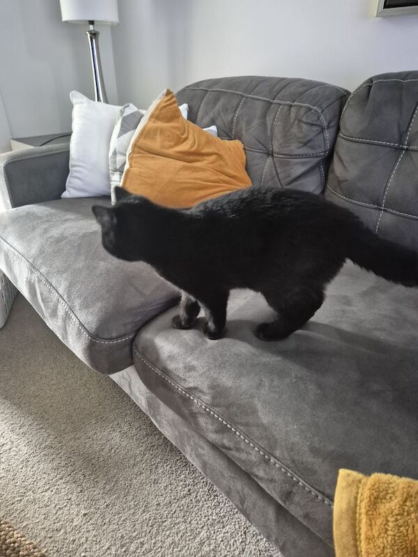 British Shorthair kitten - litter trained – vaccinated (cert) – £400 – toys & bowls included - Image 3 of 4