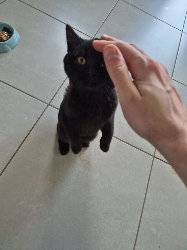 British Shorthair kitten - litter trained – vaccinated (cert) – £400 – toys & bowls included - Image 4 of 4