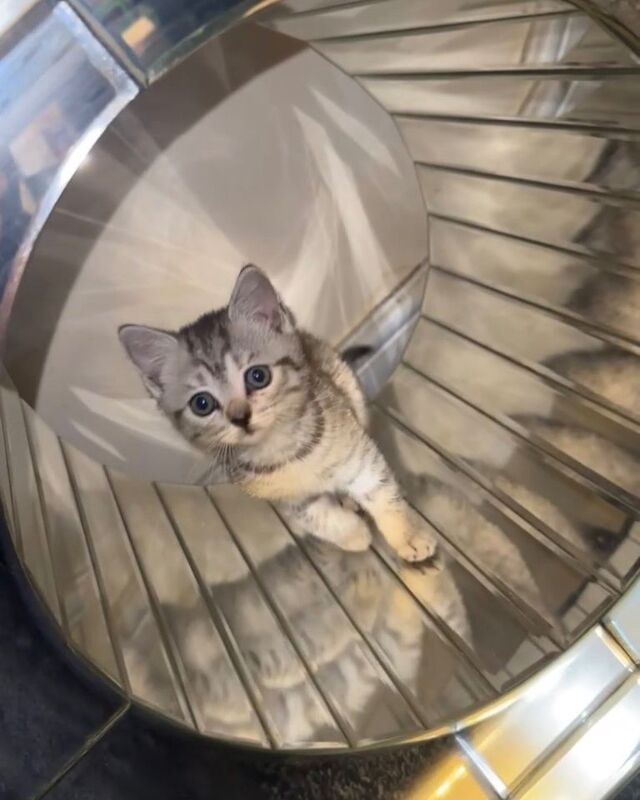 British Shorthair kittens for sale in Blackburn, Lancashire – 9 weeks old