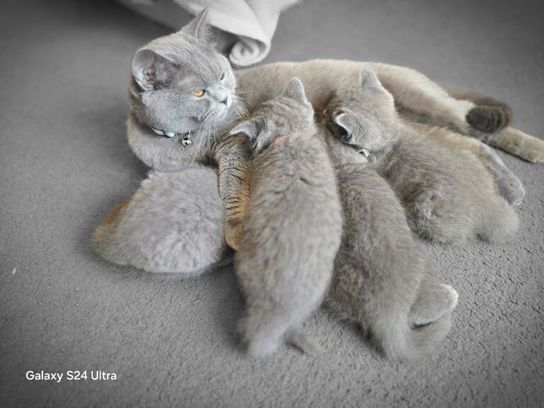 British Shorthair Kittena for sale in Wolverhampton, West Midlands