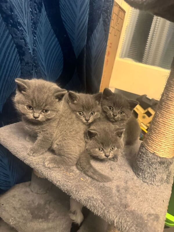 British Shorthair Kittena for sale in Wolverhampton, West Midlands | Image 2