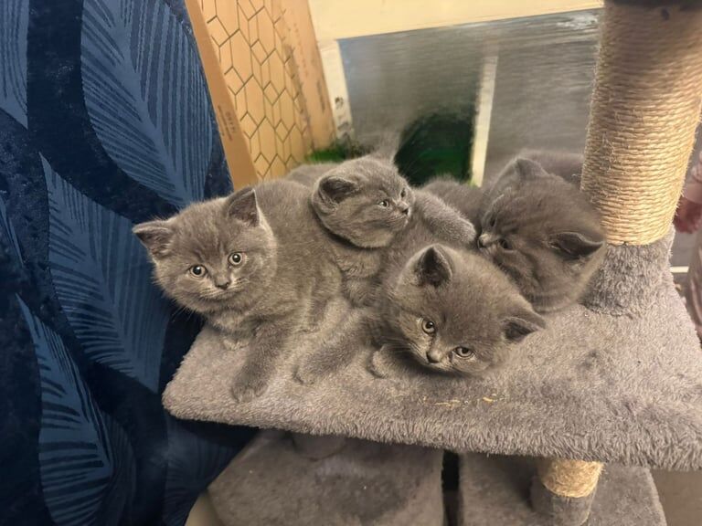 British Shorthair Kittena for sale in Wolverhampton, West Midlands | Image 3