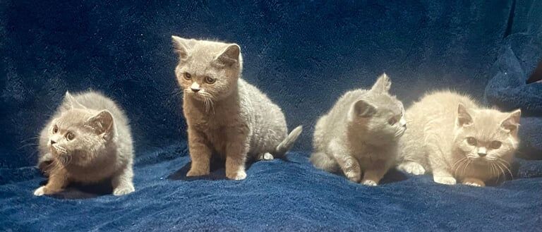 British Shorthair kittens for sale in Crossgar, County Down – 11 months old - Image 2 of 3