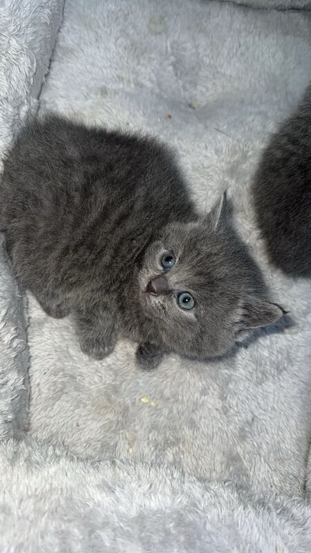 BRITISH SHORTHAIR KITTENS for sale in Oldham, Greater Manchester - Image 3