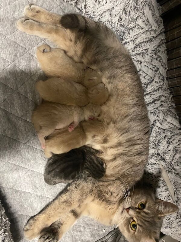 British Shorthair kittens for sale in Biggleswade, Bedfordshire – 9 months old - Image 1 of 3