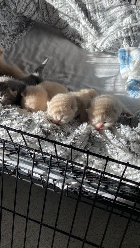 British Shorthair kittens for sale in Biggleswade, Bedfordshire – 9 months old - Image 2 of 3