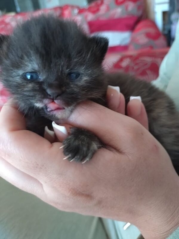 British Shorthair kittens for sale in Biggleswade, Bedfordshire – 9 months old - Image 3 of 3