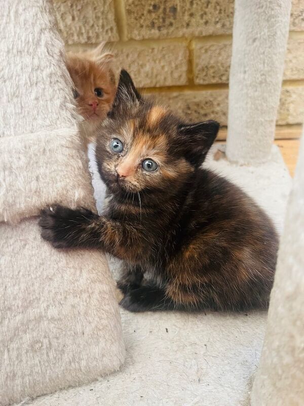 British shorthair kittens for sale in Bromley, Greater London