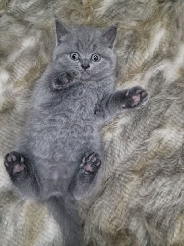 BRITISH SHORTHAIR KITTENS for sale in Barking, Greater London