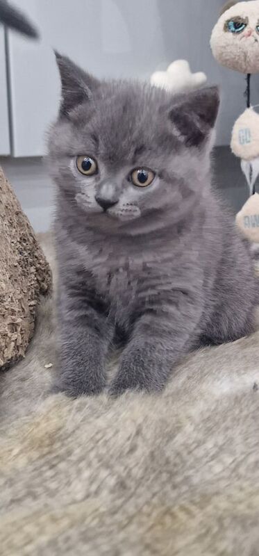 BRITISH SHORTHAIR KITTENS for sale in Barking, Greater London - Image 2
