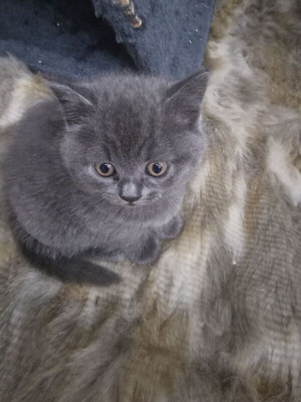 BRITISH SHORTHAIR KITTENS for sale in Barking, Greater London - Image 3