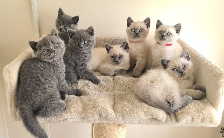 British shorthair kittens for sale in Northampton, Northamptonshire | Image 2