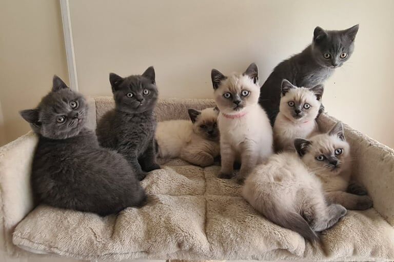 British shorthair kittens for sale in Northampton, Northamptonshire | Image 3