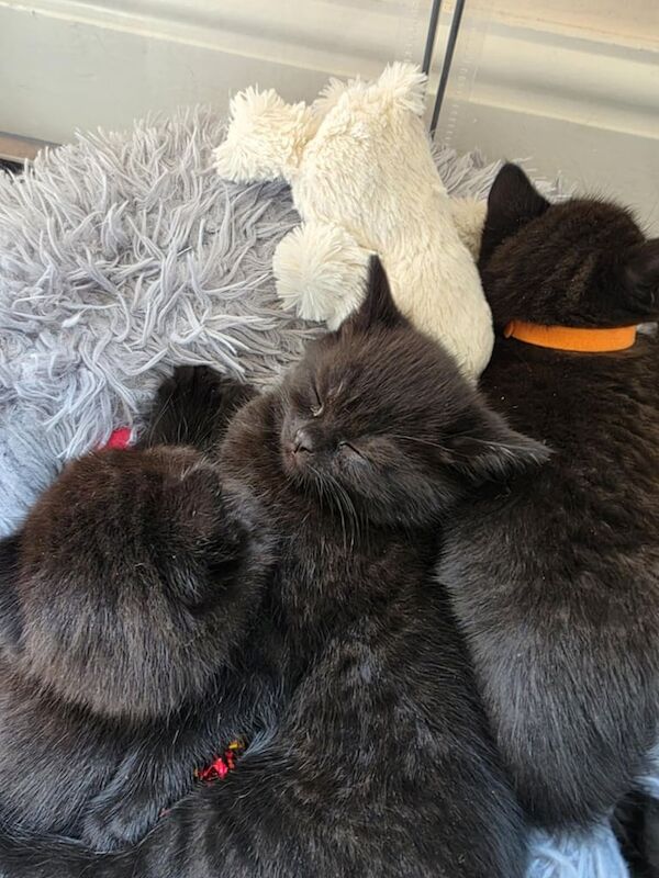 BRITISH SHORTHAIR kittens for sale in Liverpool, Merseyside | Image 2