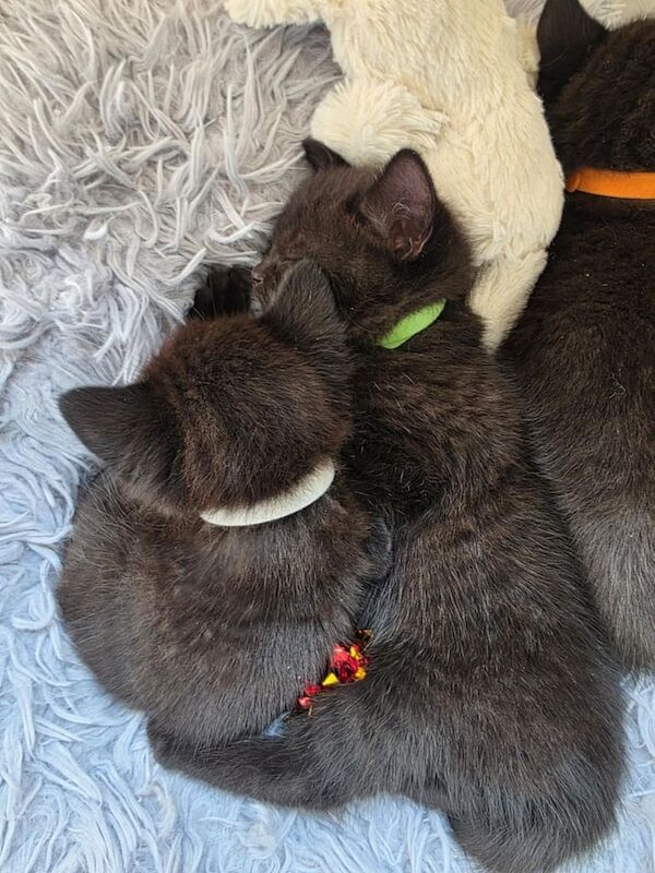 BRITISH SHORTHAIR kittens for sale in Liverpool, Merseyside | Image 3
