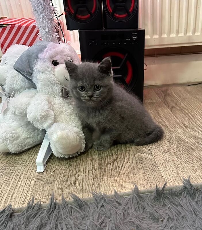 British Shorthair kittens for sale in Huddersfield, West Yorkshire