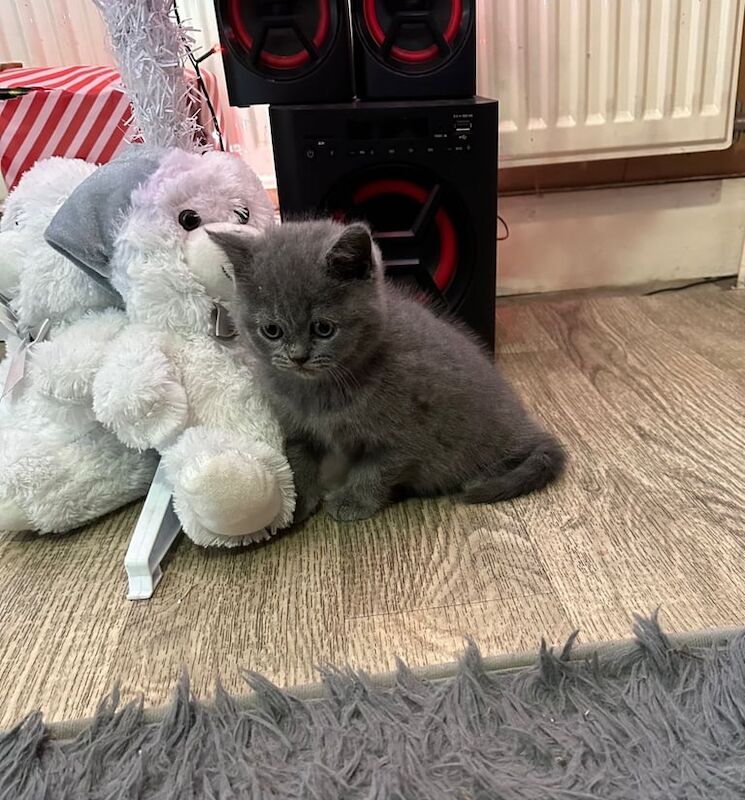 British Shorthair kittens for sale in Huddersfield, West Yorkshire - Image 2