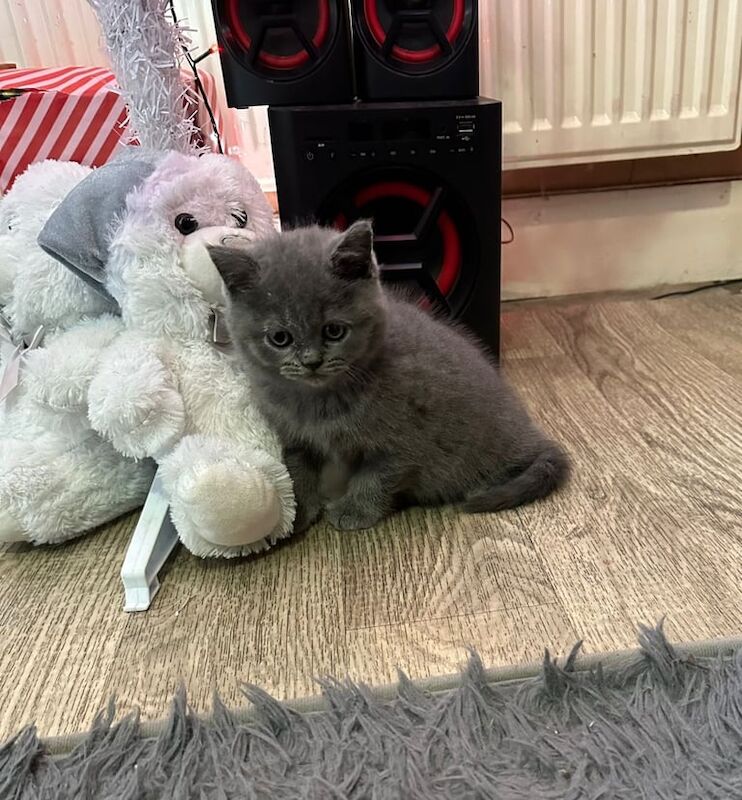 British Shorthair kittens for sale in Huddersfield, West Yorkshire - Image 3