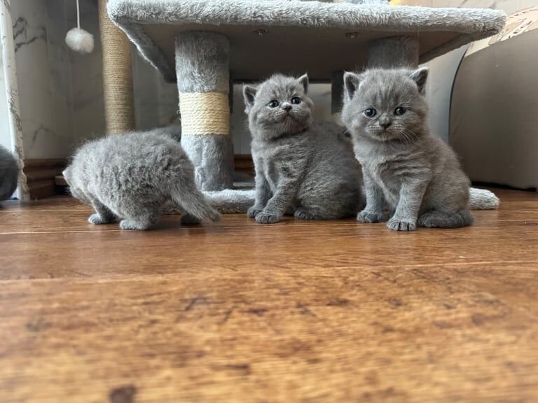 British shorthair kittens for sale in Oldham, Greater Manchester