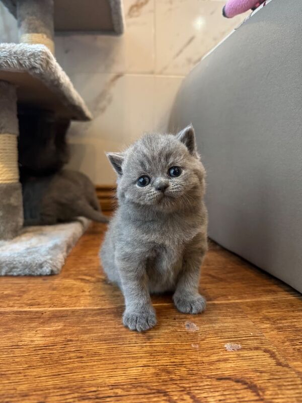 British shorthair kittens for sale in Oldham, Greater Manchester - Image 2