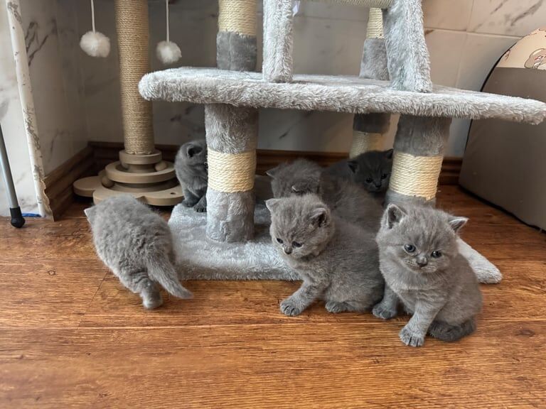 British shorthair kittens for sale in Oldham, Greater Manchester - Image 3