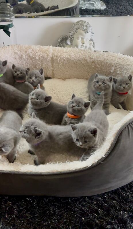 British shorthair kittens for sale in South East London, London