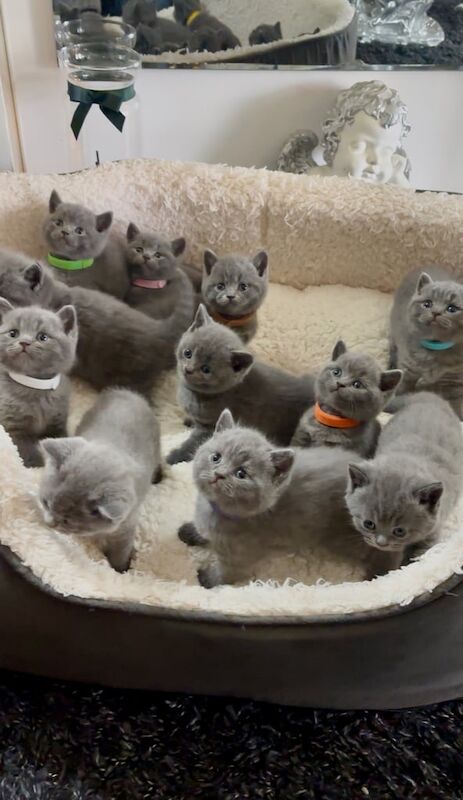 British Shorthair kittens for sale in South East London, London – 8 months old - Image 2 of 3