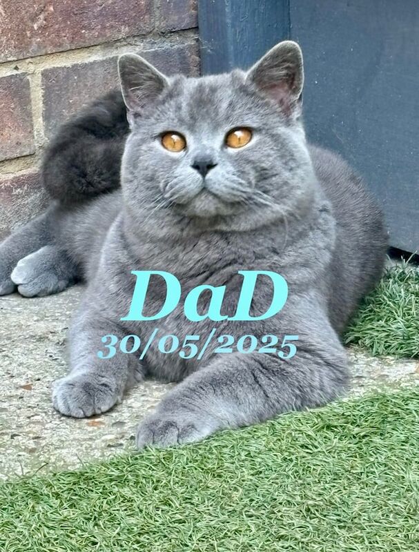 British Shorthair kittens for sale in South East London, London – 8 months old - Image 3 of 3