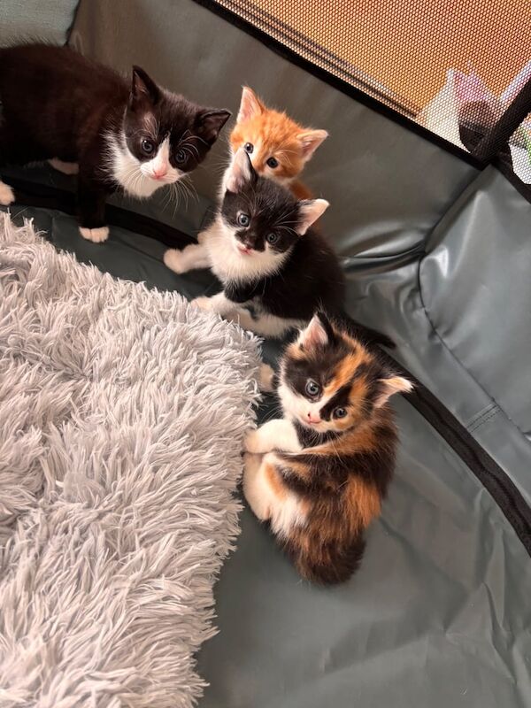 British shorthair kittens for sale in Poole, Dorset