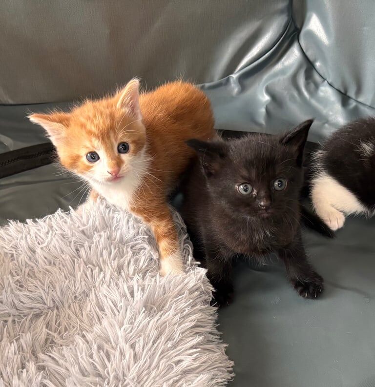 British shorthair kittens for sale in Poole, Dorset | Image 2
