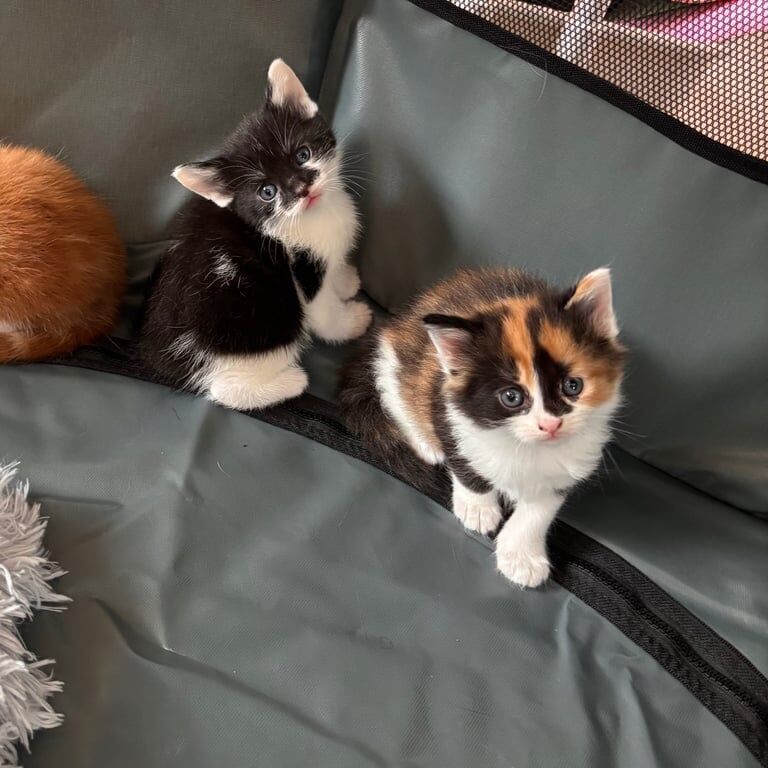 British shorthair kittens for sale in Poole, Dorset | Image 3