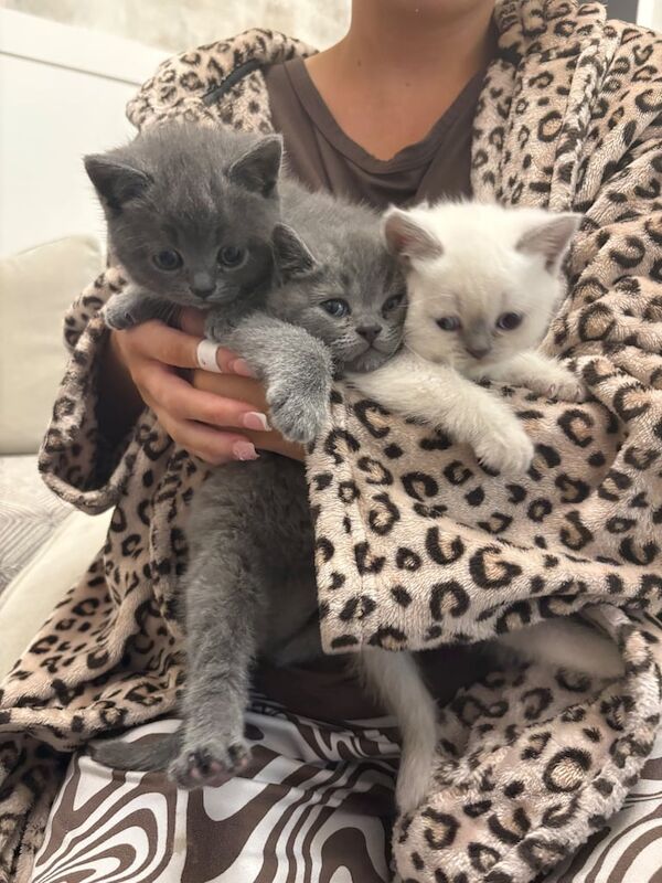 British shorthair kittens for sale in Old Trafford, Greater Manchester
