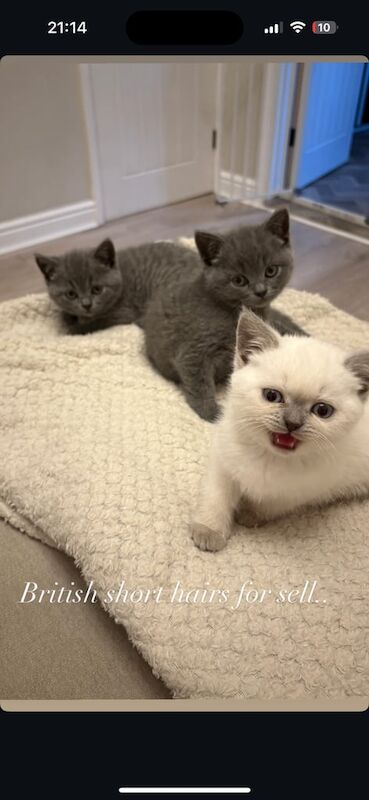 British shorthair kittens for sale in Old Trafford, Greater Manchester | Image 2
