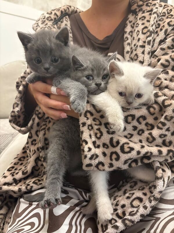 British shorthair kittens for sale in Old Trafford, Greater Manchester | Image 3