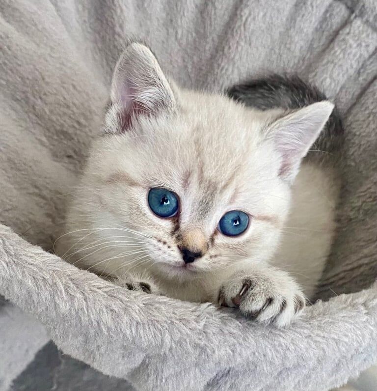British Shorthair kittens for sale in Wirral, Merseyside