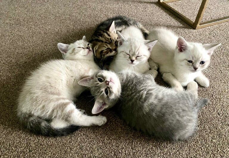 British Shorthair kittens for sale in Wirral, Merseyside | Image 2