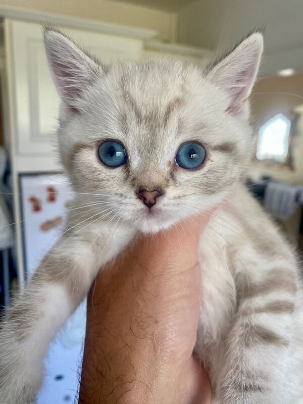 British Shorthair kittens for sale in Wirral, Merseyside | Image 3