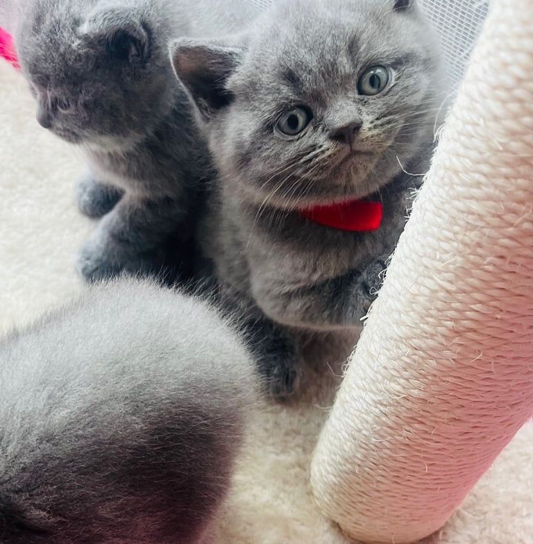 British shorthair kittens for sale in Leeds, West Yorkshire