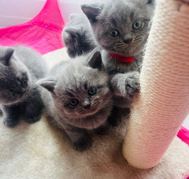 British shorthair kittens for sale in Leeds, West Yorkshire | Image 2