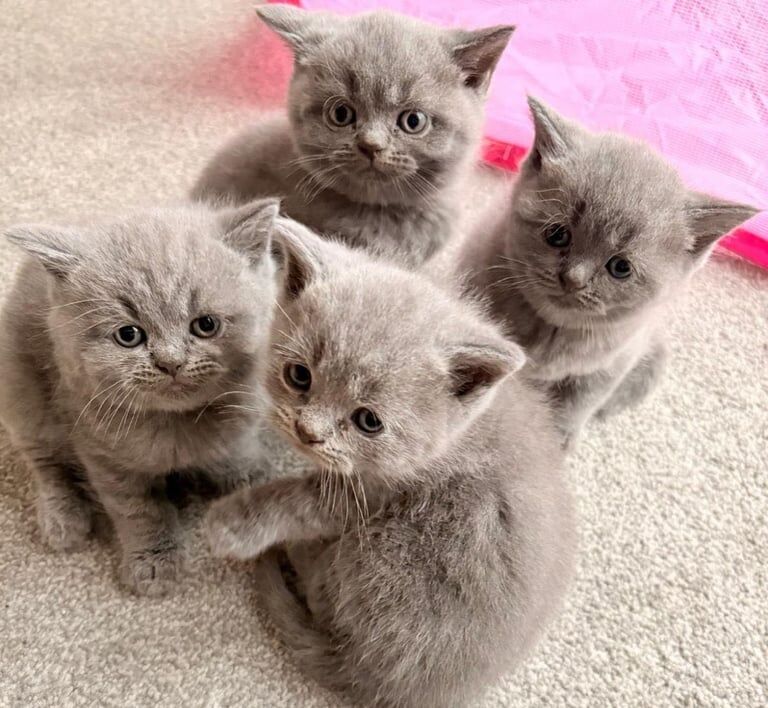 British shorthair kittens for sale in Leeds, West Yorkshire | Image 3