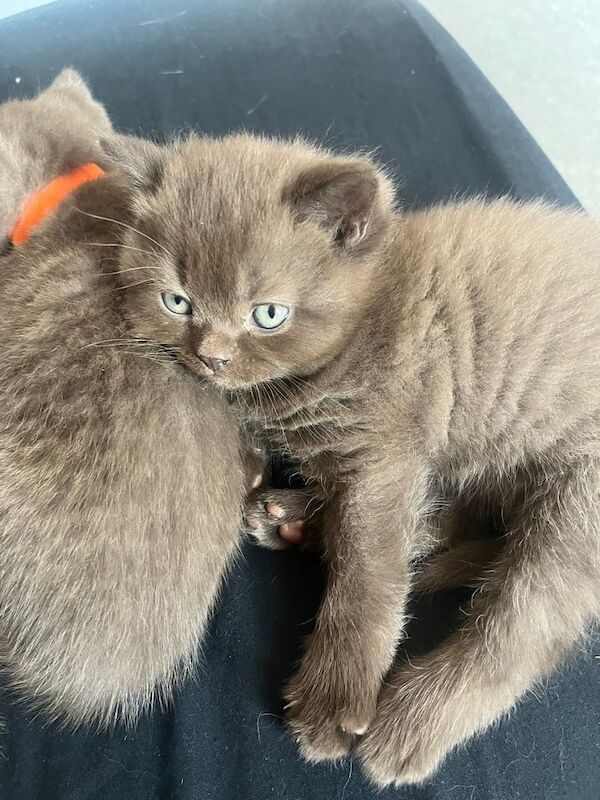 British shorthair kittens for sale in Leeds, West Yorkshire
