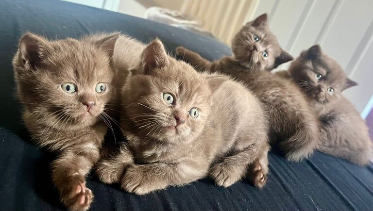 British shorthair kittens for sale in Leeds, West Yorkshire | Image 2