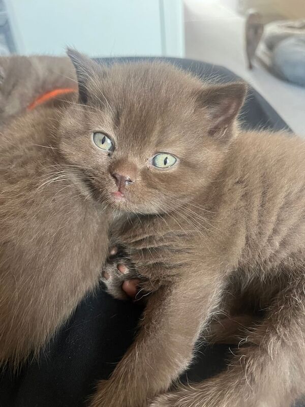 British shorthair kittens for sale in Leeds, West Yorkshire | Image 3